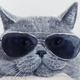Image for article titled 10 Feline Celebrities That Prove We Were Always Obsessed With Cats
